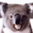 Koala_Steamed